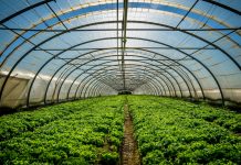 Saudi gov’t approves $24.5bn support for water, agriculture, environment